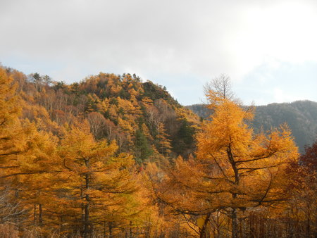 黄金色のカラマツの葉は日が当たるとより鮮やかな色で輝きます。 
