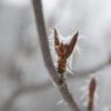 オオカメノキの冬芽 