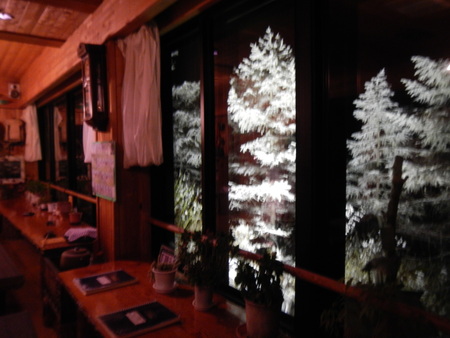 粉雪つもる針葉樹のライトアップ　宿の休憩所から　 