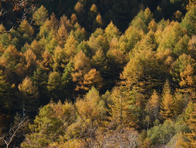 高峰高原の天然カラマツの黄葉が真っ盛りです。