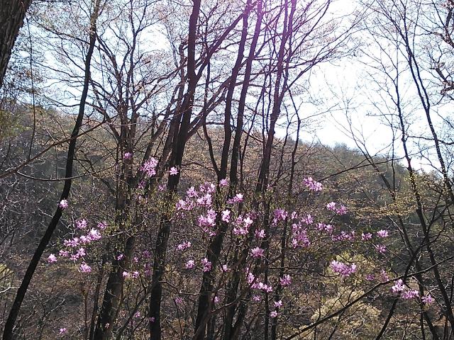 木の花が咲きました