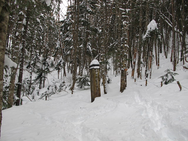 樹林帯積雪40cmくらい