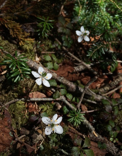 小屋近くで足元に小さく咲いているのはバイカオウレン。
あまり目立ちませんが、登山道に踏まれそうになりながらも咲いております。