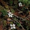 小屋近くで足元に小さく咲いているのはバイカオウレン。
あまり目立ちませんが、登山道に踏まれそうになりながらも咲いております。
