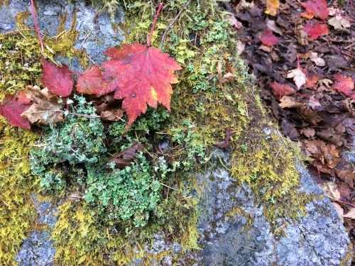 落葉後も、足元に楽しみはまだ残っていました。自然の色味ってすごいなぁーと思える季節です。