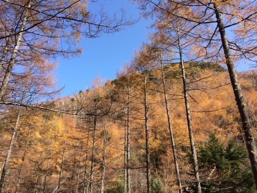 毛木平近く　山麓のカラマツの黄葉がこんかりして、山が黄金色になっています。