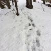 偵察山行　徳ちゃん新道を歩き始めてほどなく積雪があらわれました。