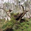 通称「おっことぬしさま」と呼ばれる森のシンボルがある「荒川水源」付近一帯は美しいコケの森です。