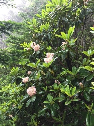 小屋裏手のポンプ小屋に行く途中に、白い色をしたハクサンシャクナゲが咲いていました。登山道沿いも、咲き始めている様です。