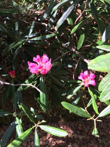 毛木平駐車場から登って、登山道の始点になる大山氏神社辺りに咲いているアズマシャクナゲです。