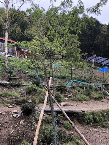 テント場から小屋の方を見て。テント場にナナカマドとダケカンバ木を2本植林しました。