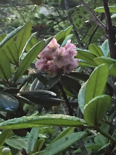 小屋付近、登山道でハクサンシャクナゲ咲いています