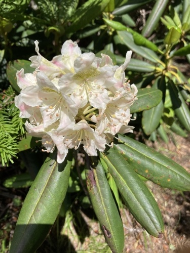 戸渡尾根から甲武信ヶ岳の間の登山道に、ハクサンシャクナゲが咲き始めました。
