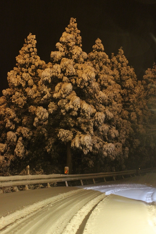 四国山岳植物園 岳人の森から四国山岳植物園の情報 今朝の積雪はcm スリップに 13年01月14日 ヤマケイオンライン