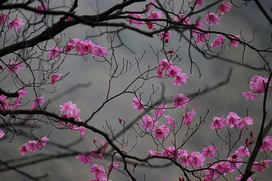 四国山岳植物園 岳人の森から四国山岳植物園の情報 カタクリの花が見頃を迎え アケボ 13年04月29日 ヤマケイオンライン