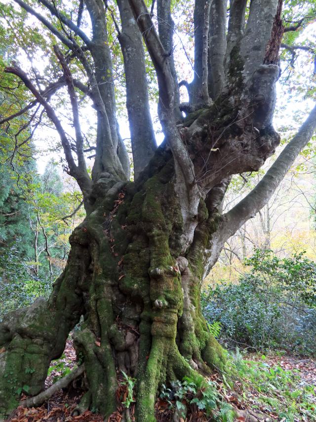 奥胎内-ししのくらの森の奇形樹