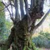 奥胎内-ししのくらの森の奇形樹