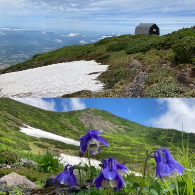 ミヤマオダマキと羊蹄山避難小屋と雪渓(2021.06.30　蝦夷富士小屋)