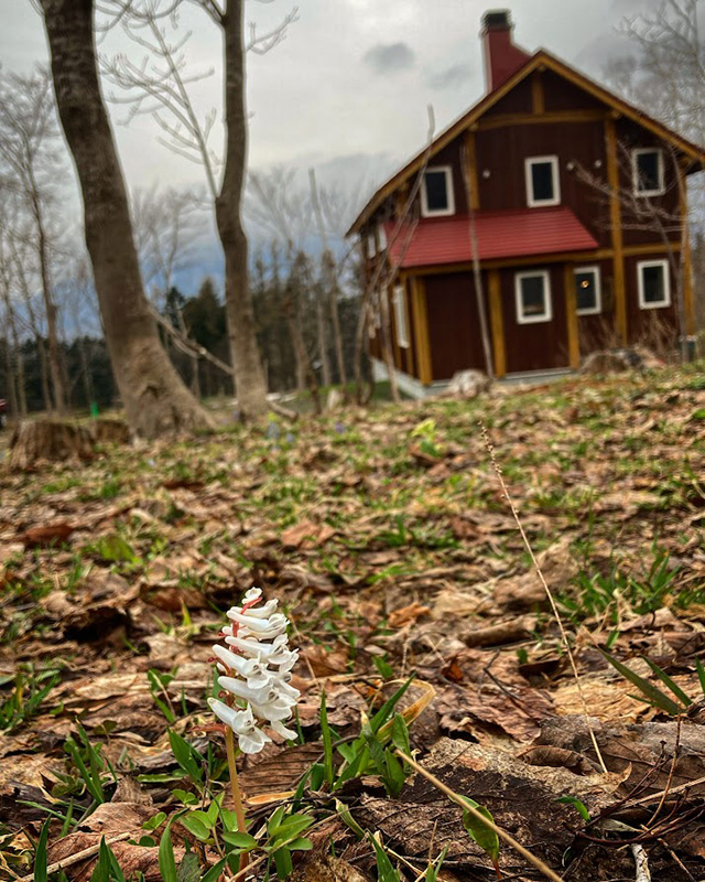 小屋の前に咲いた白花のエゾエンゴサク