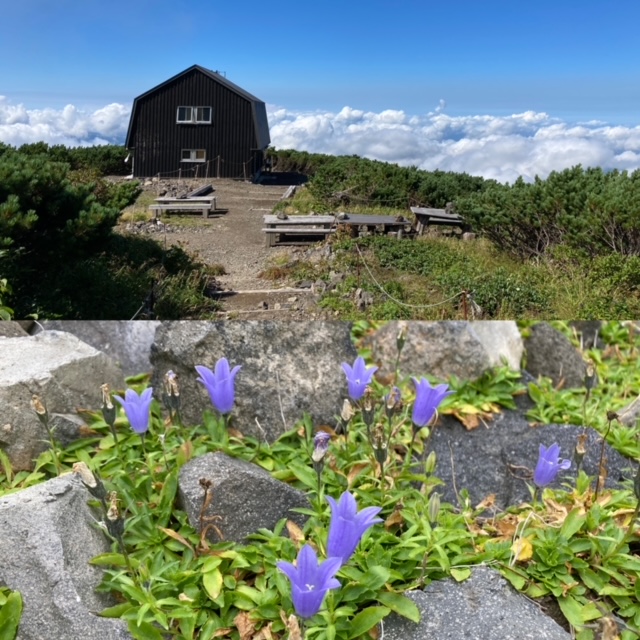 9合目の羊蹄山避難小屋とイワギキョウ(2023.08.30　蝦夷富士小屋)