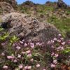 安達太良山に咲くイワカガミ