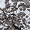 満開の桜の蜜を舐めているヒヨドリです。
