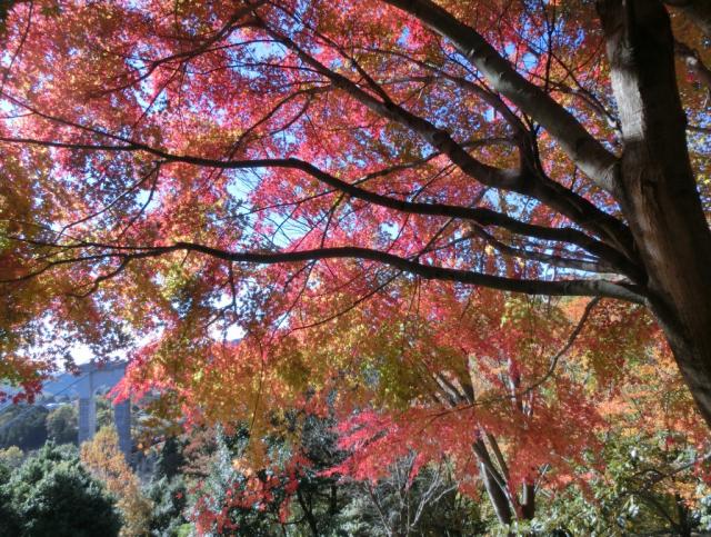 戸川公園内の紅葉が綺麗になってきました