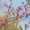 千本ツツジでは、2018年は5月いっぱいはツツジの開花を楽しめそうです