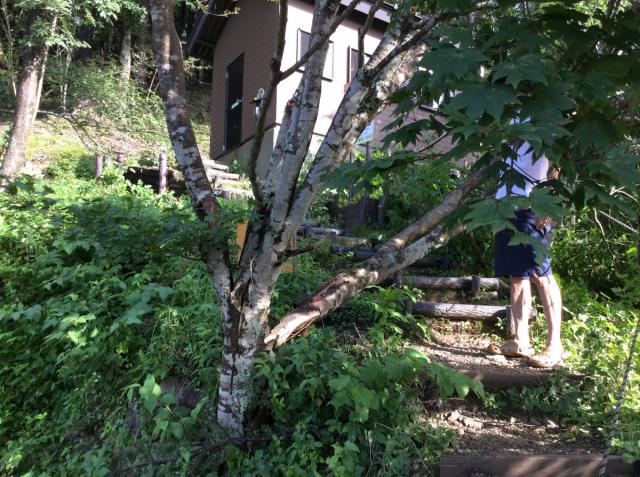 小屋近くの楓の木が根本からボッキリと折れてしまいました