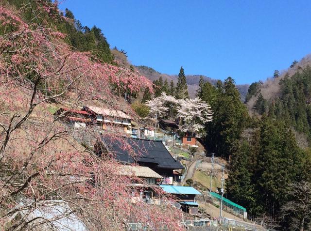 小袖集落周辺の様子。桜が咲き、ツツジが咲き始めです