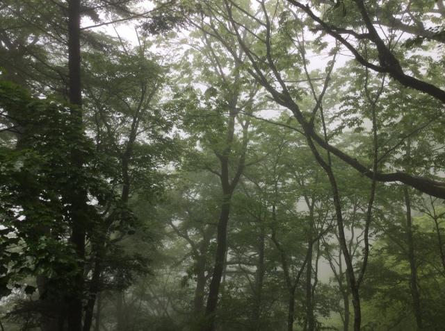 雨に濡れる奥多摩の森