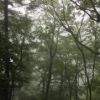 雨に濡れる奥多摩の森