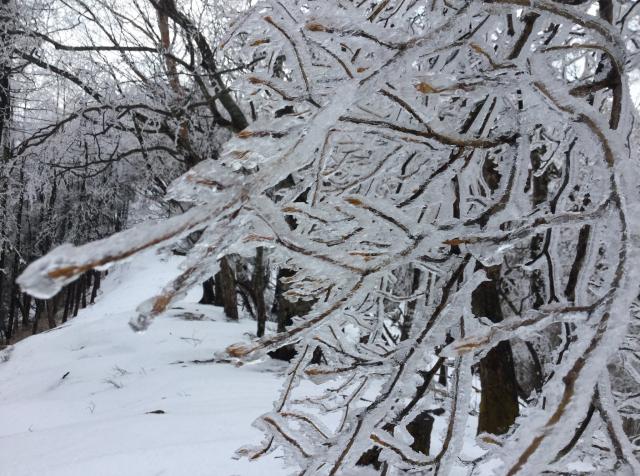 木々の枝を見ると、積もった雪が解けて、それが再び凍った様子で、とてもきれいです