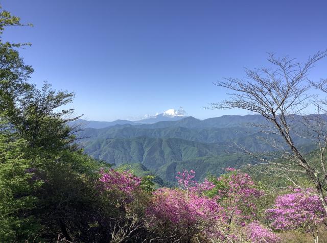 ツツジと富士山