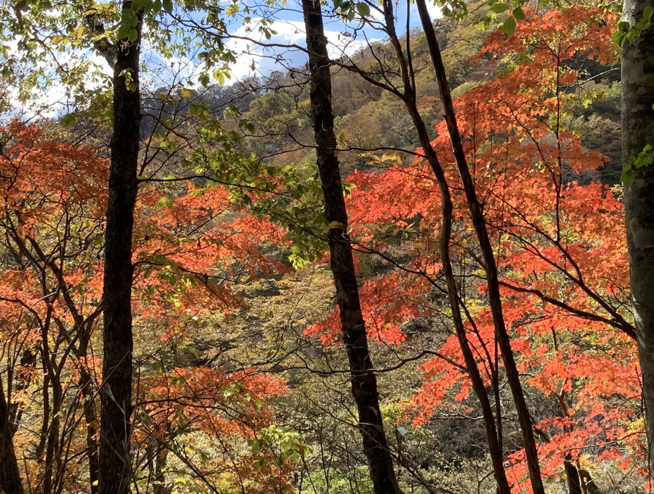 マムシ岩付近の紅葉