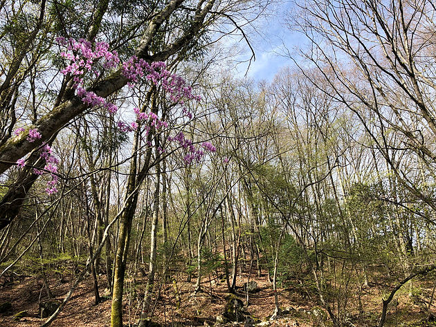 黒戸尾根　登山口　花が咲き始めました　トウゴクミツバツツジでしょうか？