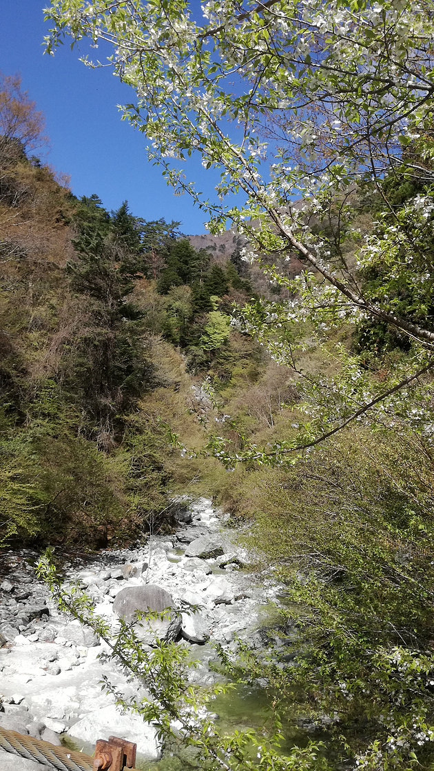 登山口の尾白渓谷の桜は緑に