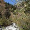 登山口の尾白渓谷の桜は緑に