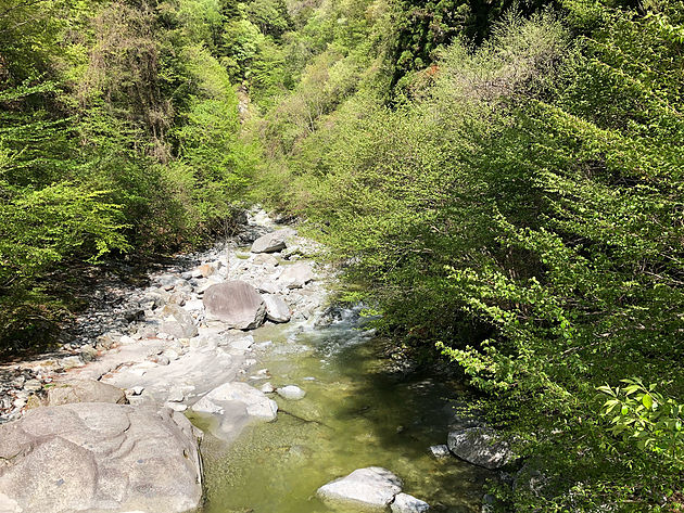 黒戸尾根登山口周辺の新緑はいよいよ、力強さを増してきました。尾白川は昨日の雨の影響がまだ残り、本来より黄色がかった色をしていました。