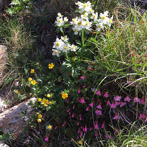 山頂付近の岩場でふと見つけたハクサンイチゲ、ミヤマダイコンソウ、コイワカガミ。３色よりどりみどりお花の共演です。