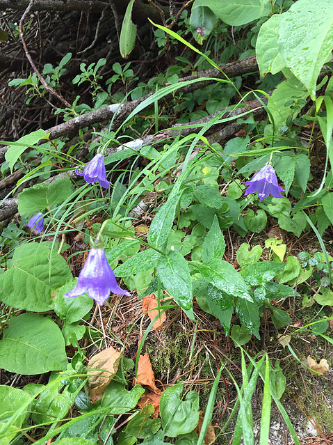 朝露に濡れるイワシャジン 。紫色の花は趣きがあります。