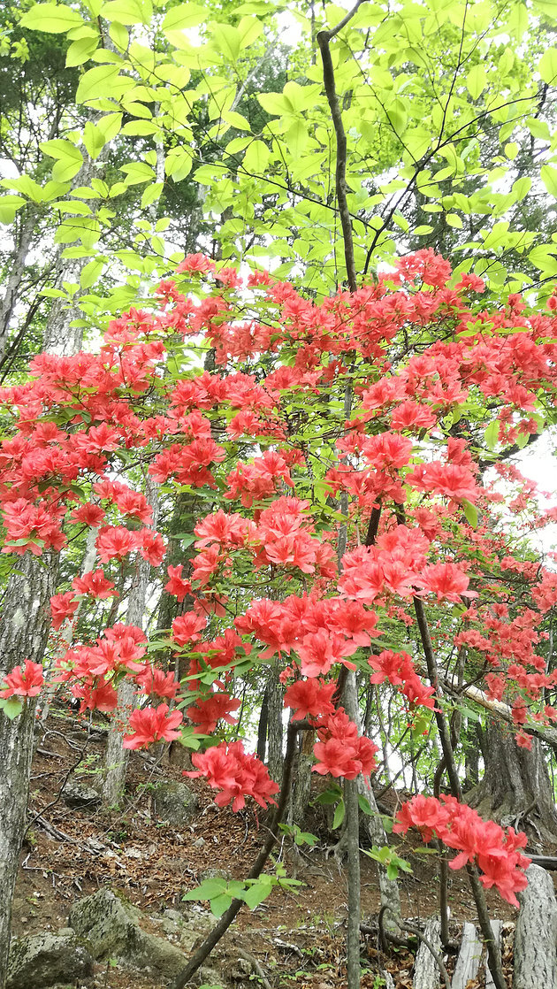 尾白川渓谷からの登山道、登山口近くでは赤いツツジと新緑が相まってとてもきれい。