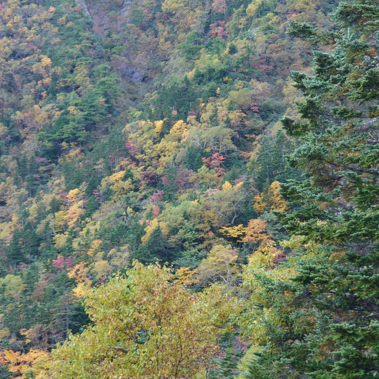 小屋より上では黄葉が見頃を迎えています。黄色く染まった甲斐駒ヶ岳を楽しみに来ていただけたらと思います。
