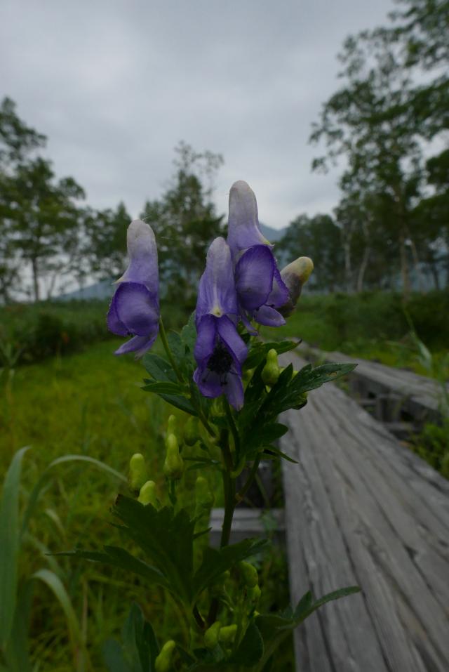木道脇で青紫の花をつけていたトリカブト。猛毒で知られる花です。名前の由来は、花の形が雅楽の奏者が被る冠「鳥兜」に似ているためとか