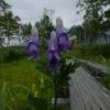 木道脇で青紫の花をつけていたトリカブト。猛毒で知られる花です。名前の由来は、花の形が雅楽の奏者が被る冠「鳥兜」に似ているためとか