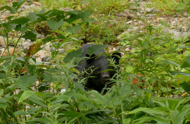 川上川沿いの茂み越しにこちらを覗きこんでいたクマ