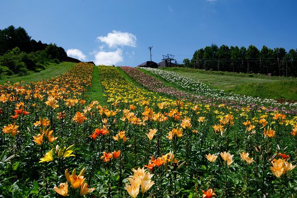 栃木県高原山の北西の山腹に日本最大級のゆり園 ハンターマウンテンゆりパークが8月25日まで営業中 ヤマケイオンライン 山と溪谷社