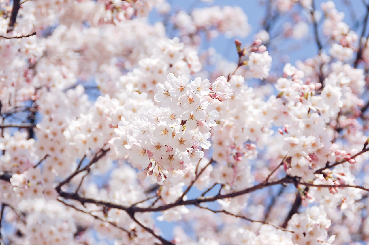 日本人なら見逃せない 桜咲く山で花見登山を満喫する 今 おすすめの山 Yamakei Online