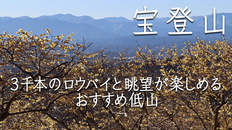 「YAMASTA（ヤマスタ）」動画「宝登山～3千本のロウバイと眺望が楽しめるオススメ低山～」