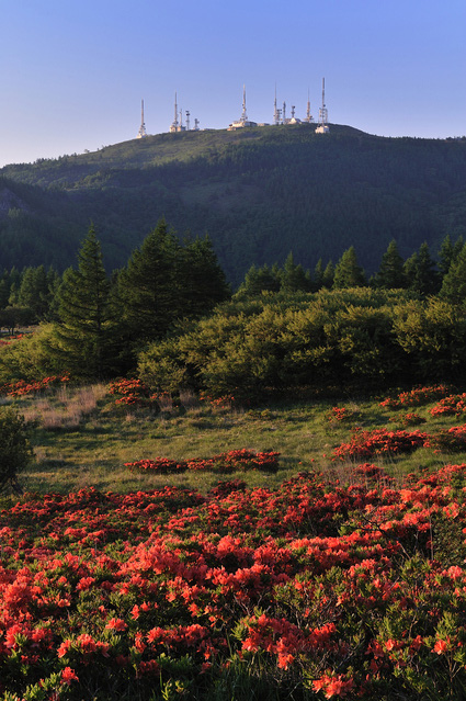 初夏の高原を染め上げる レンゲツツジが咲く山へ行こう 今 おすすめの山 Yamakei Online